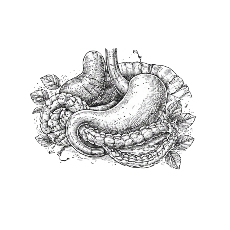 Digestive & Gastrointestinal Health