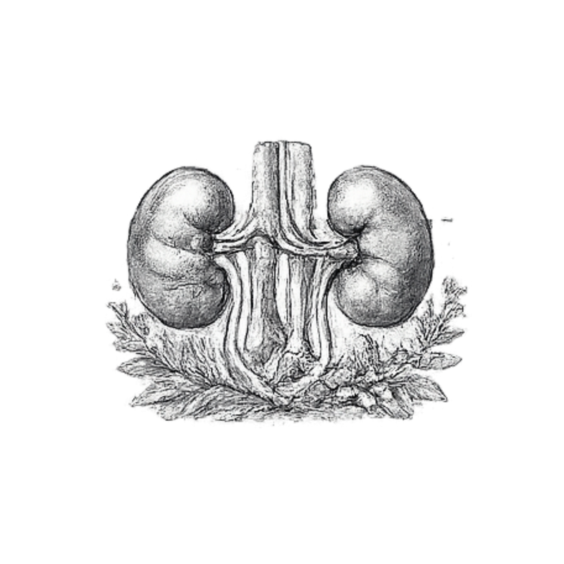 Kidney & Urinary Support